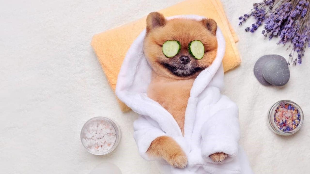 Cutest Dog Breeds