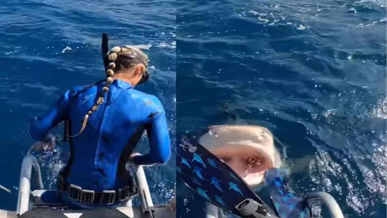 Marine Scientist Tiger Shark