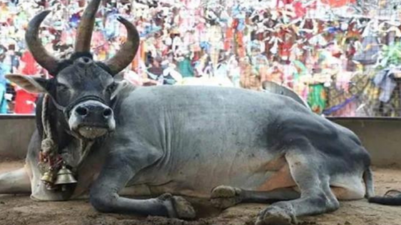 Nandi Bull With Three Eyes
