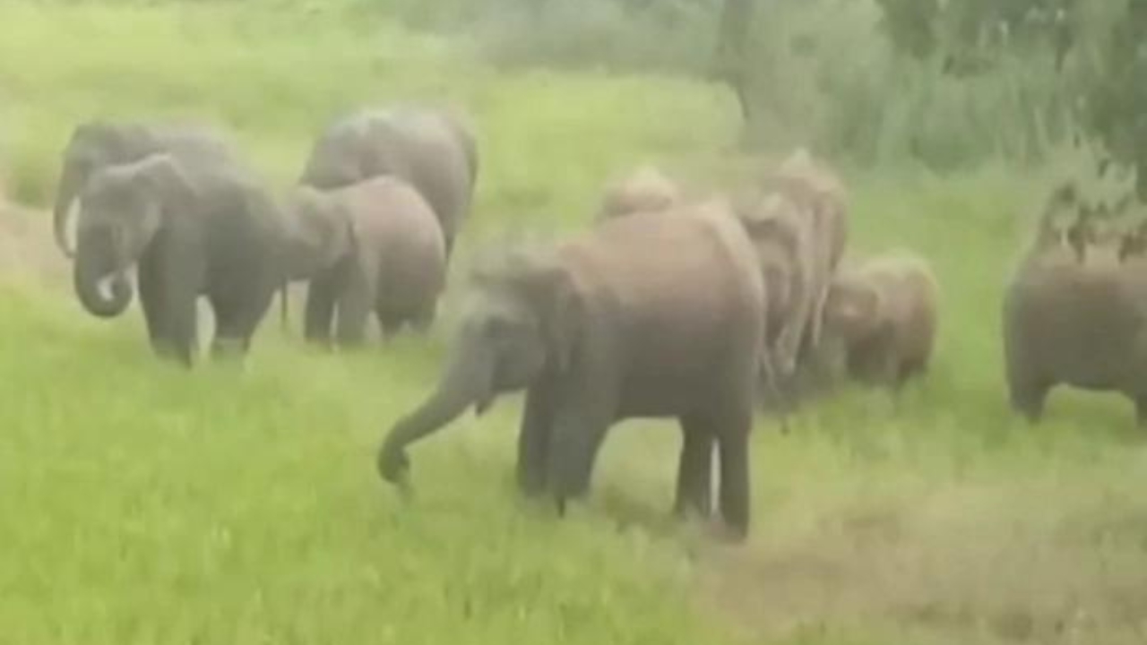 Elephants Havoc In Pathalgaon