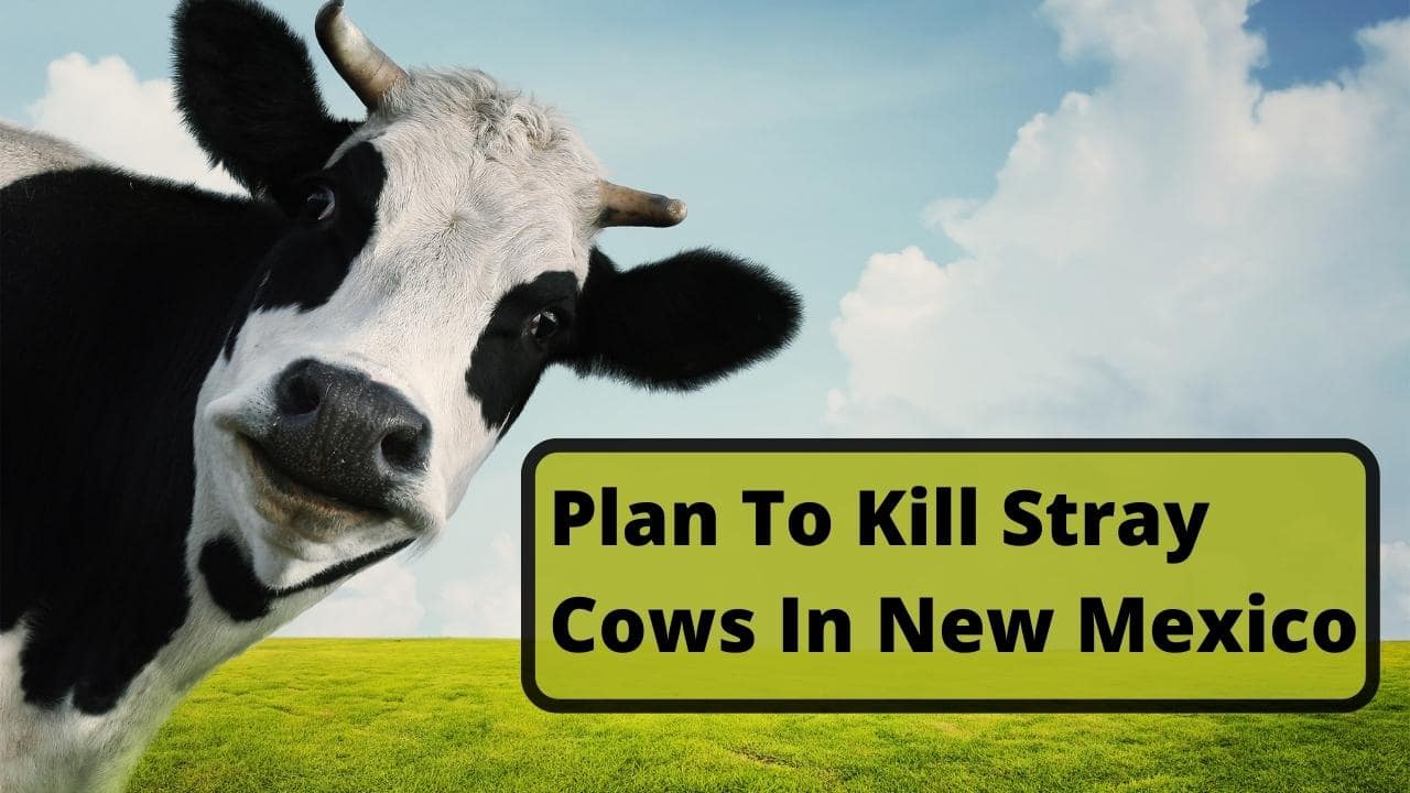 Plan To Kill Stray Cows In New Mexico