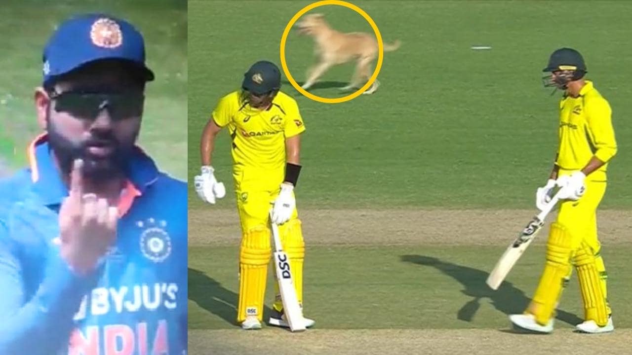 Dog Entered Chepauk Stadium