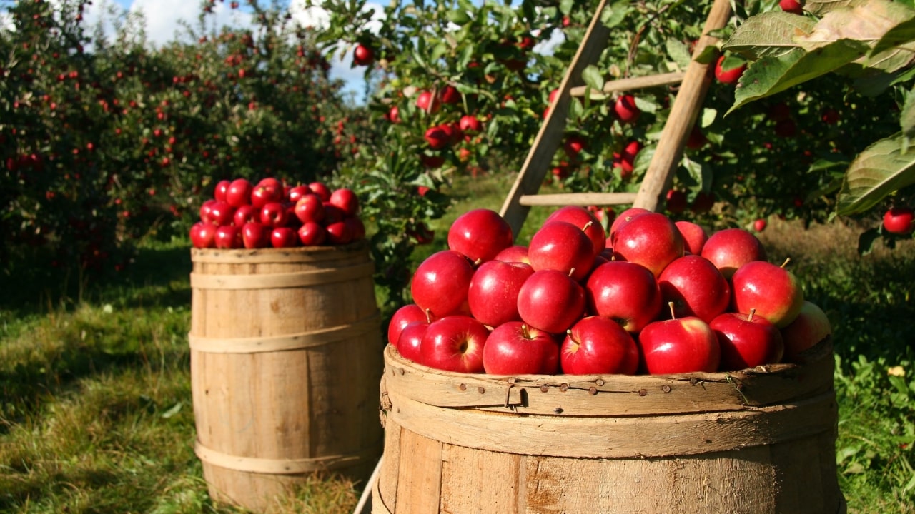 Central Government On Apple Import