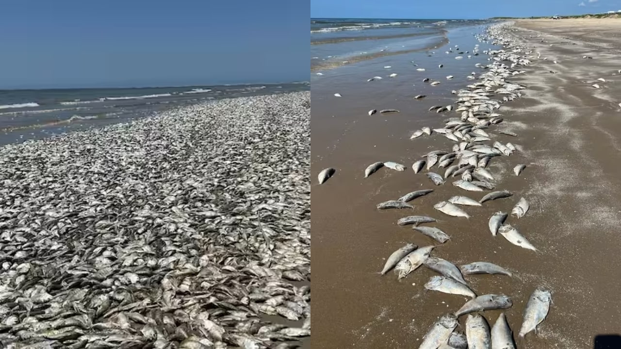 Fish Deaths In Texas Gulf Coast