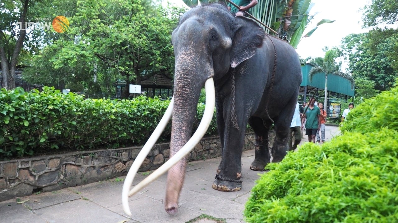 Muthu Raja Elephant