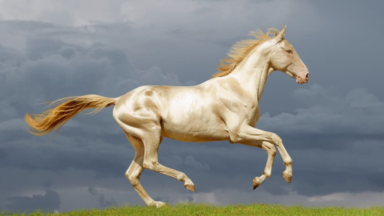 Akhal Teke Horse
