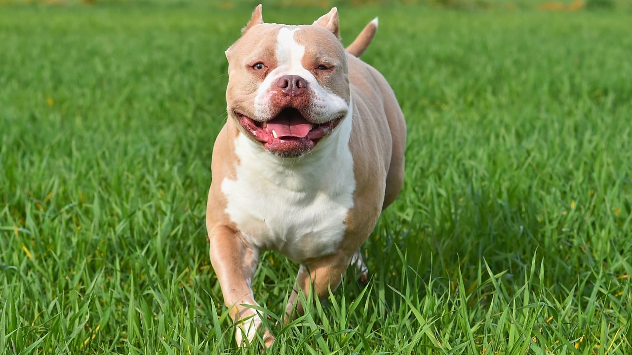 American XL Bully Dog