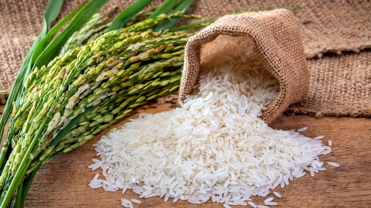 Rice