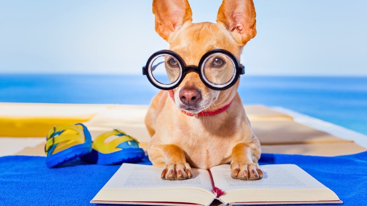 Dog Reading