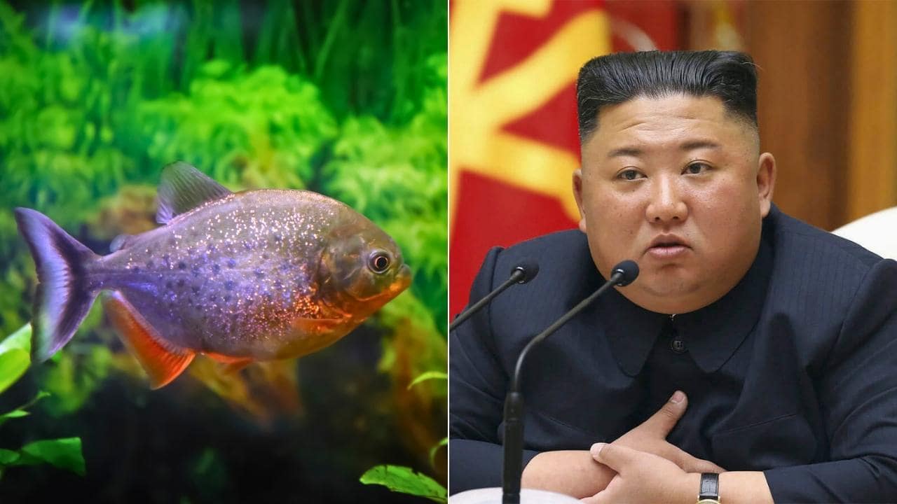 Kim Jong Un Piranha Fish Tank
