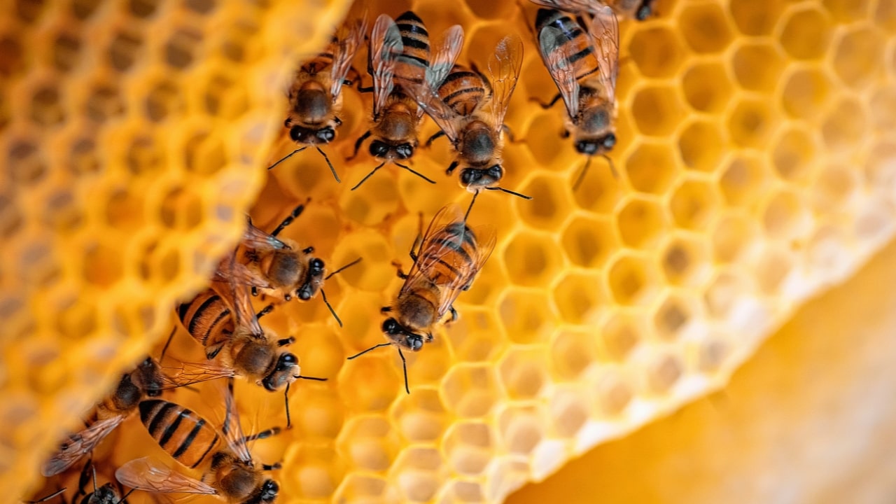 Yellow Bees