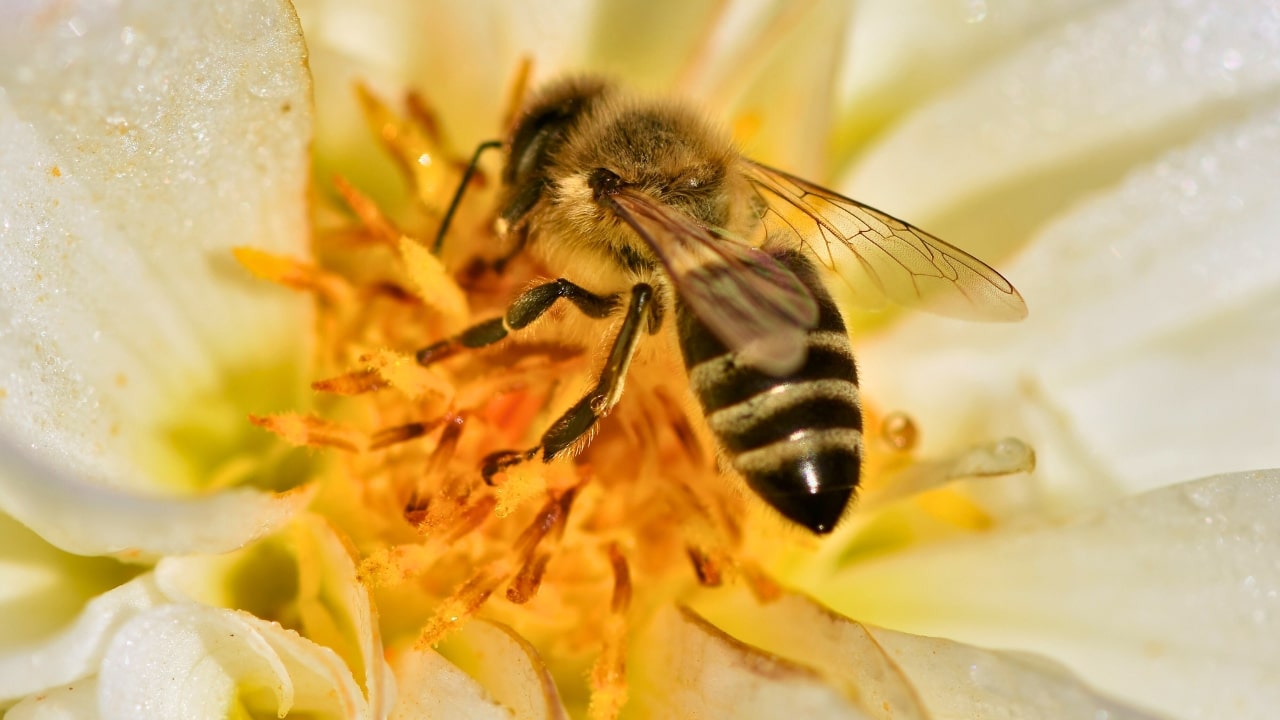 Bee On A Flower