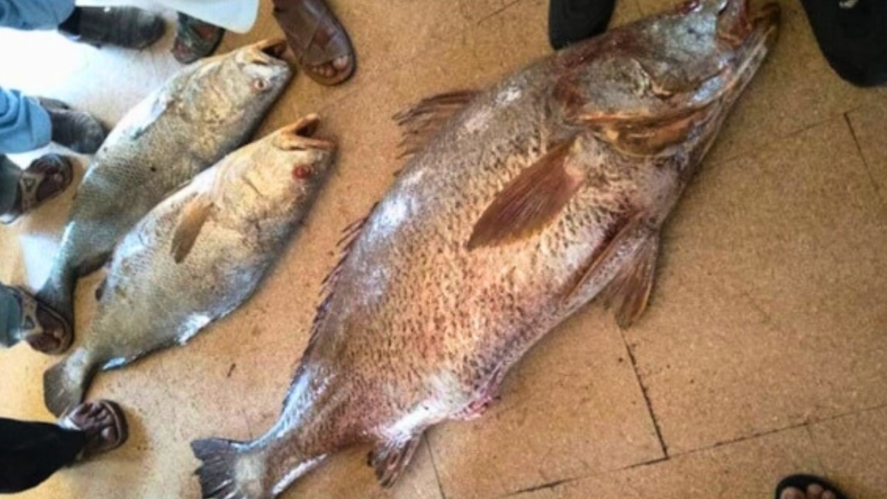 Haji Baloch Sells Sowa Fish