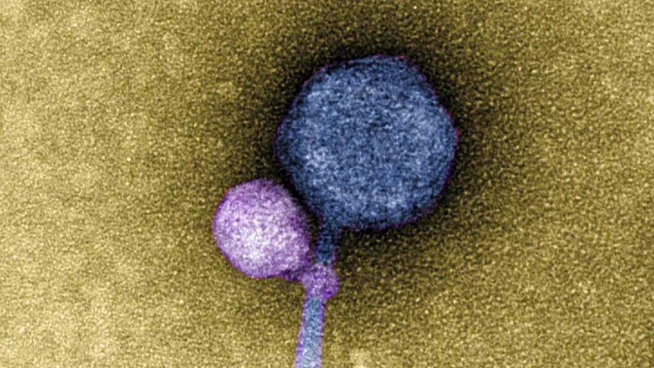 Vampire Virus