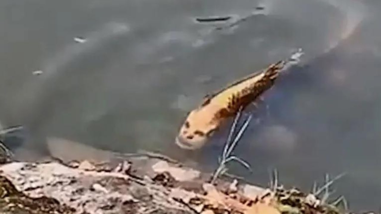 Fish With Human Face