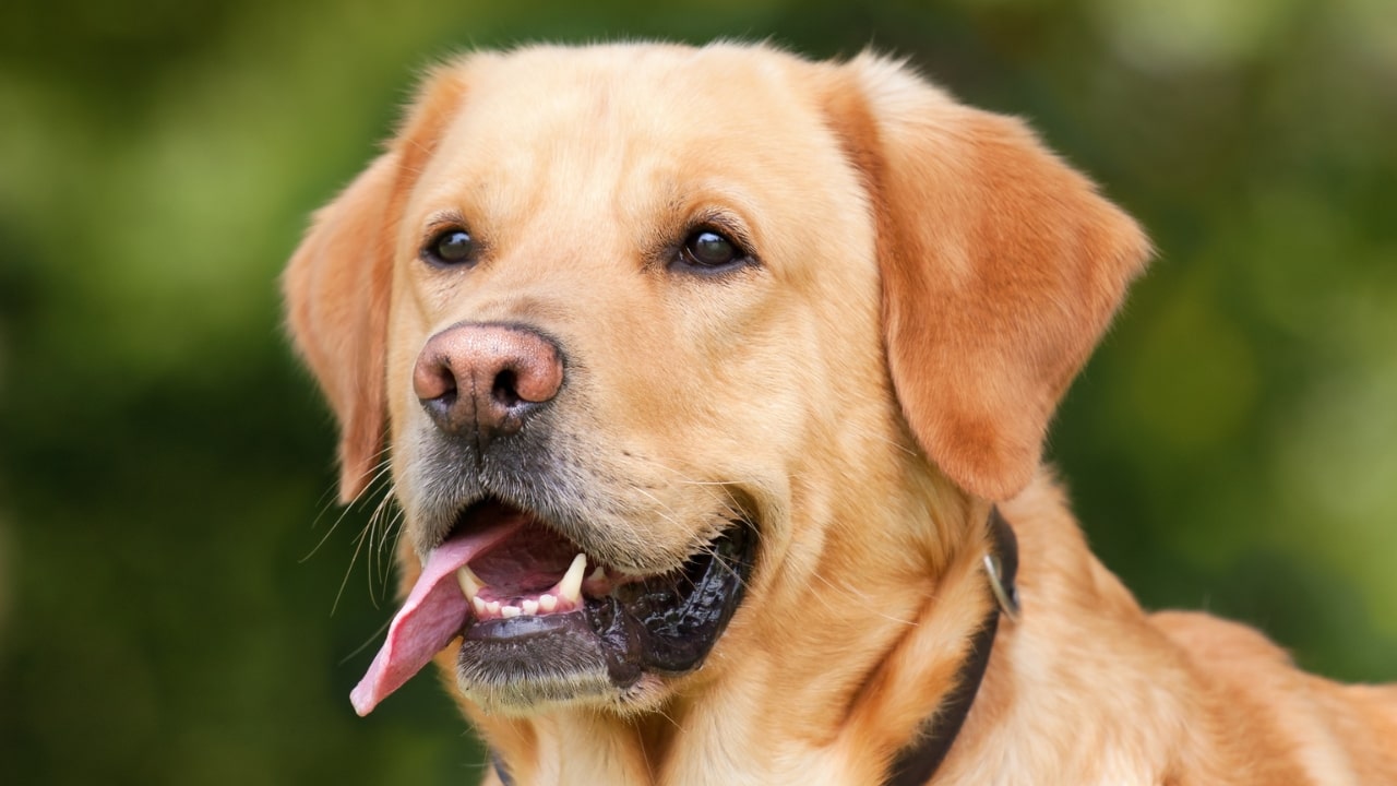 Labrador Dog