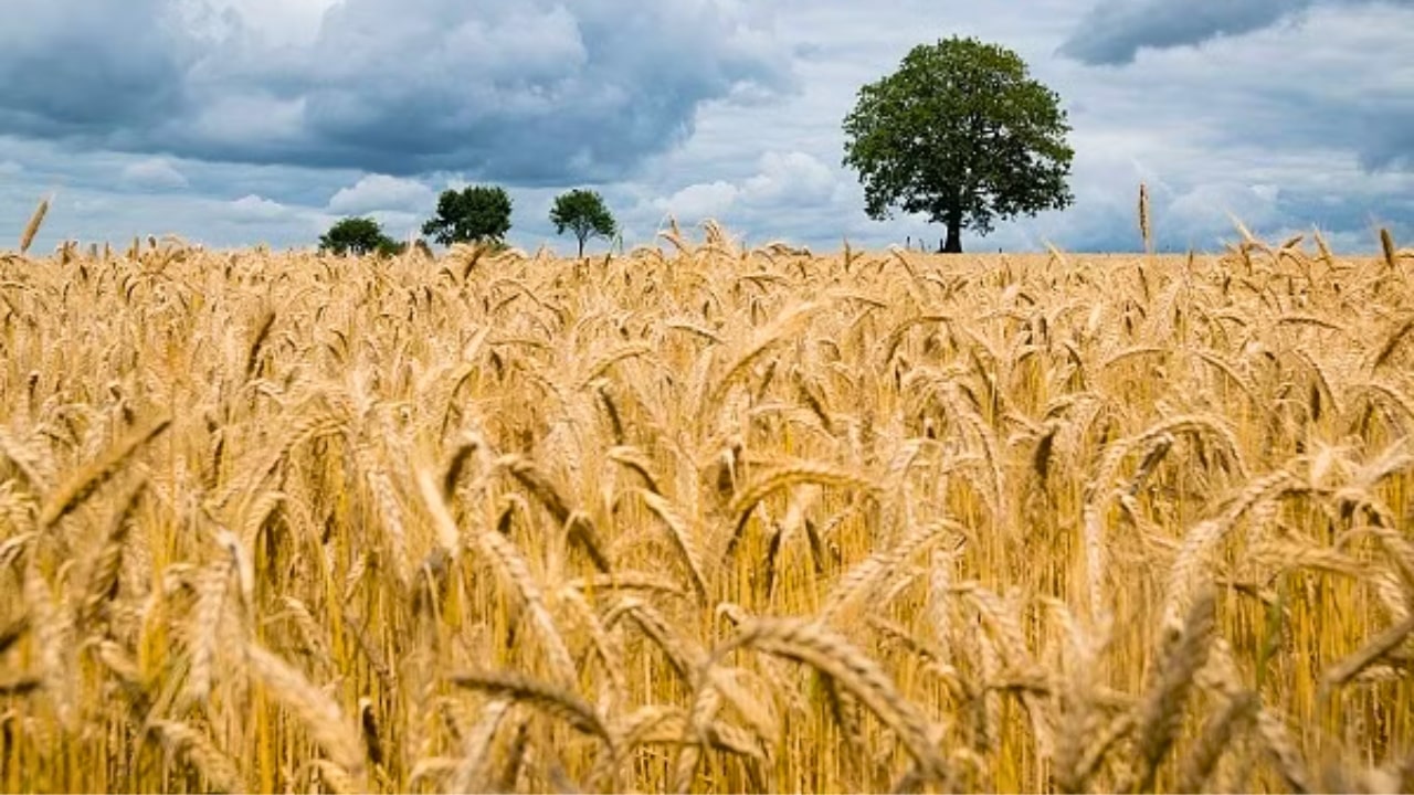 Wheat Crop