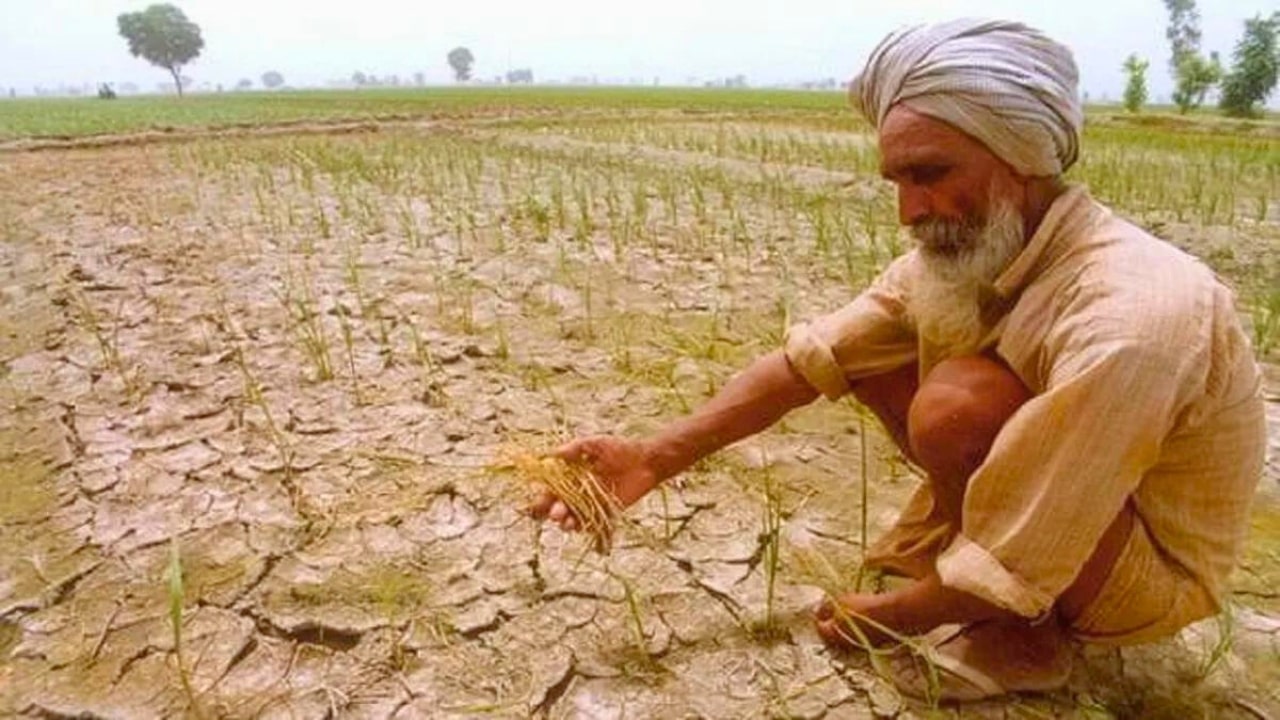 Crops Damaged