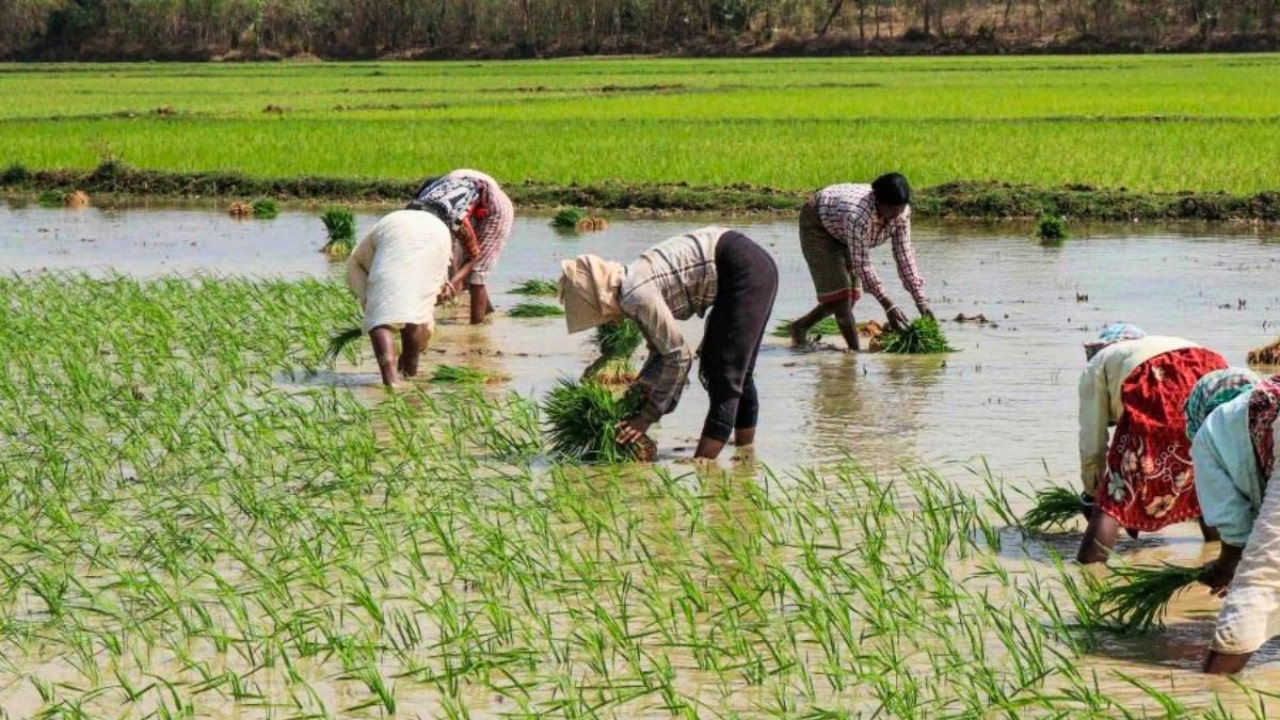 Rice Crop Planting