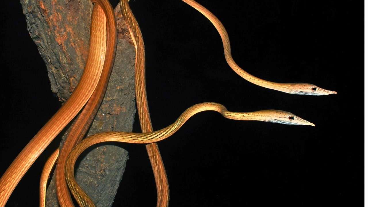 Ahaetulla Longirostris