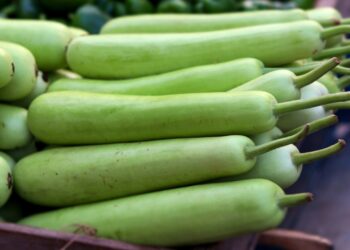 Bottle Gourd