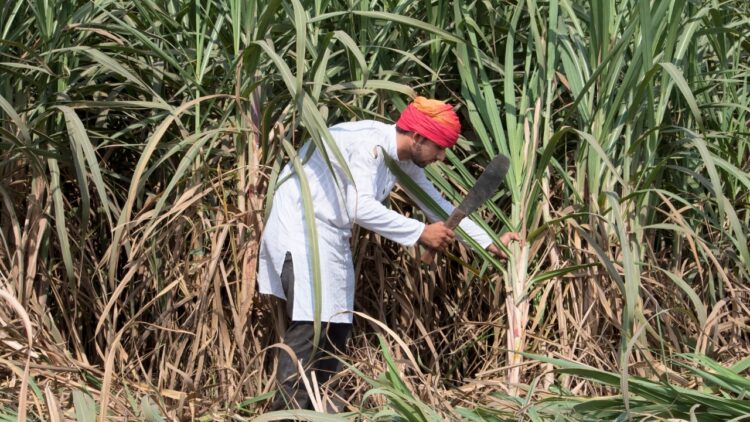Sugarcane